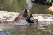 17 - Grouse Mountain - IMG_1531